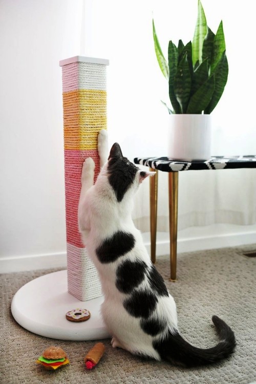 Könnyű és kreatív kaparóoszlopok macskáknak, hogy saját maguk készítsenek színes és kreatív játékokat és karcoló oszlopokat Könnyű és kreatív kaparóoszlopok macskáknak, hogy színes flamingó kaparóoszlopot készíts magadnak