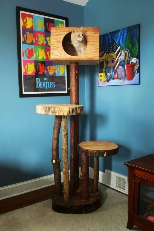 Egyszerű és kreatív kaparóoszlopok macskáknak, akik függőlegesen magasra építenek természetes fából Könnyű és kreatív kaparóoszlopok macskák számára építsd meg saját karcolóoszlop tornyodat természetes faágakból