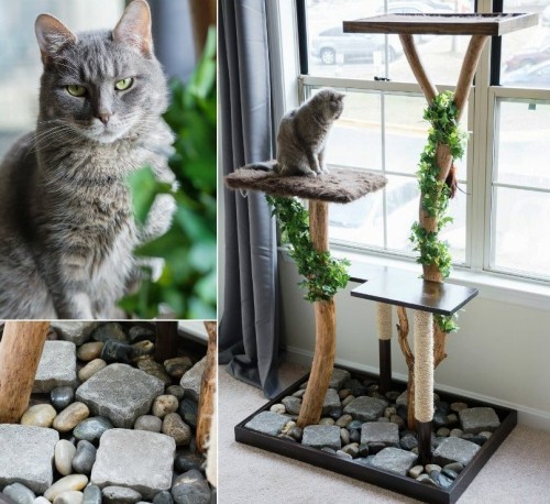 Egyszerű és kreatív kaparóoszlopok macskáknak, építenek maguknak egy nagy diy kúszónövényt növényekkel