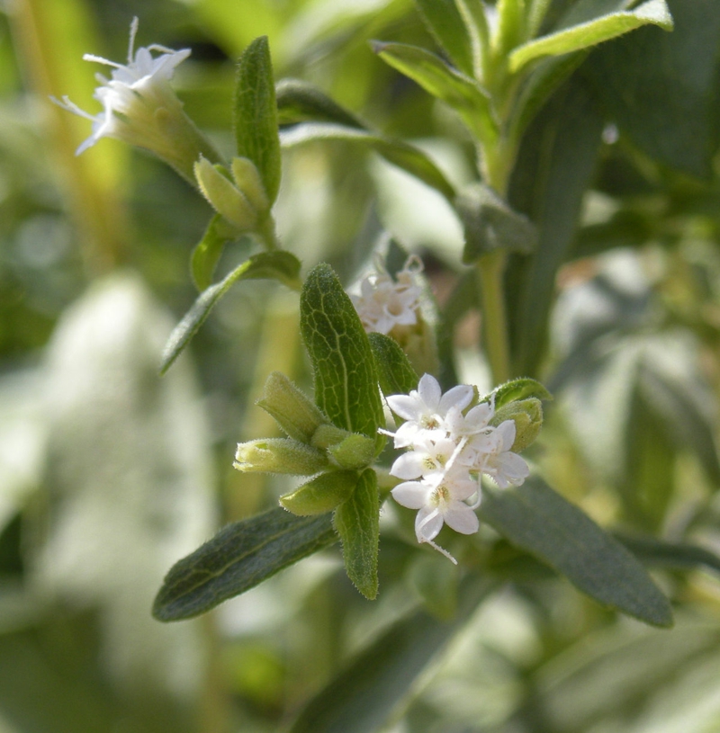 pianta di stevia Stevia fiorisce la pianta