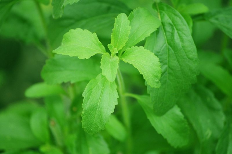 Usa la stevia come dolcificante Dolcificante per piante di stevia