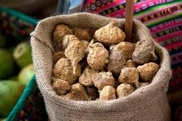 Tuberi di Maca in un sacco di iuta bulbi di maca superfood sano