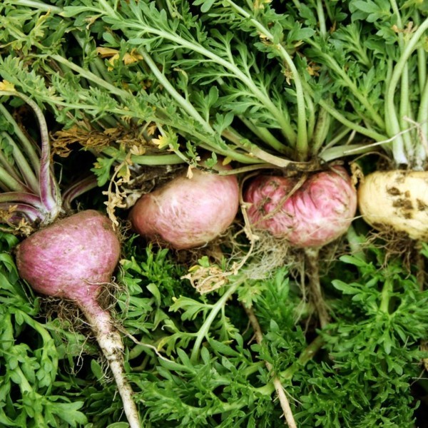 Pianta di Maca sana effetto salutare della pianta di maca