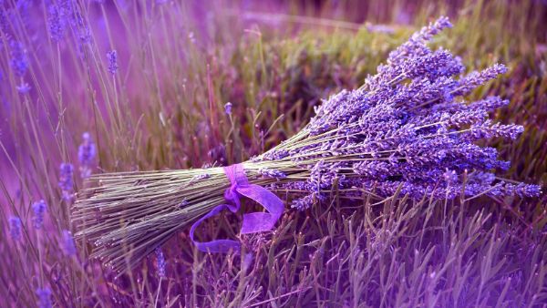 Lavanda kao prirodno sredstvo za zaštitu od insekata Ideje za repelentien lavandu