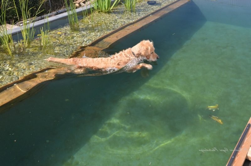 Természetes medence