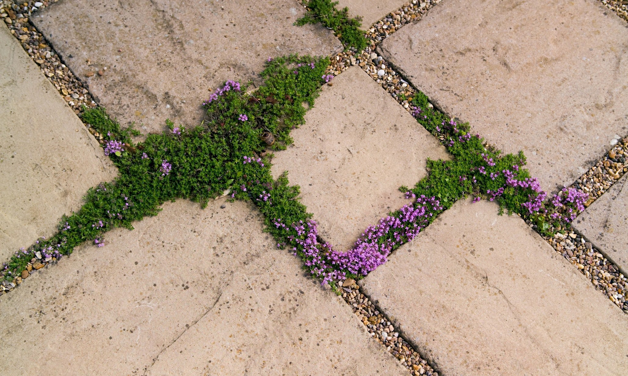 idee per giunti di pavimentazione per piantare percorsi da giardino