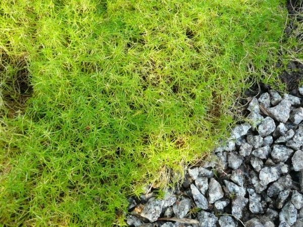 camomilla romana pavimentazione giunti verdi percorsi del giardino