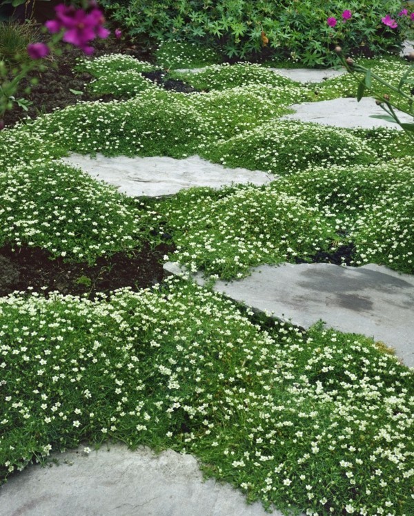 stella muschio pavimentazione giunti idee di design giardino verde
