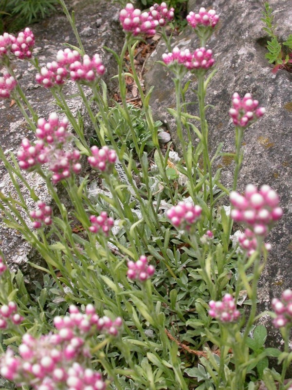 zampe di gatto giunture di pavimentazione consigli per il giardinaggio verde