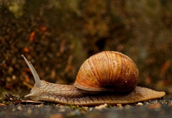 A kávézaccot helyesen és sokféleképpen használja műtrágyaként a kertben, hogy távol tartsa a csigákat és kártevőket