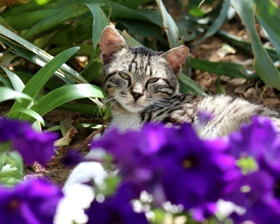 A kávézaccot helyesen és sokféleképpen használja, mivel a kertben lévő műtrágya elűzi a macskákat a kertből