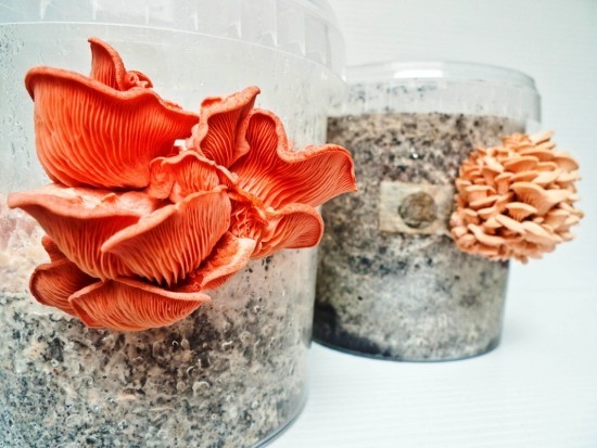 A kávézaccot helyesen és sokféleképpen használja műtrágyaként a kertben