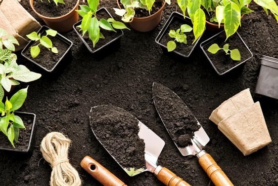 A kávézaccot helyesen és sokféleképpen használja műtrágyaként a kertben Kávét használjon a kertben