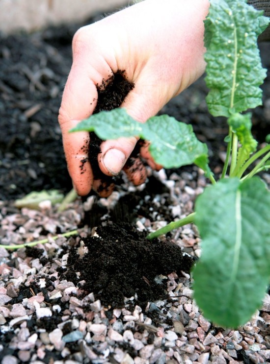 A kávézaccot helyesen és sokféleképpen használja műtrágyaként a kertben, ossza el és keverje közvetlenül a növényekre