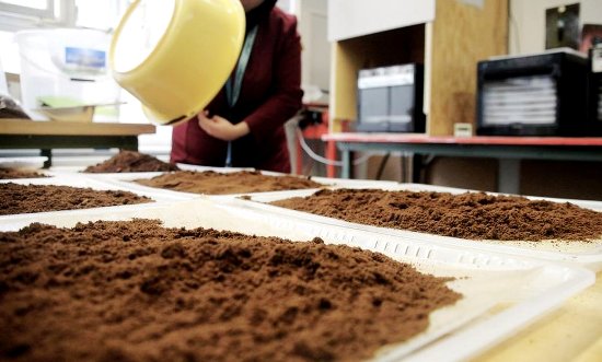 A kávézaccot helyesen és sokféleképpen használja műtrágyaként a kertben, szárítsa meg a kávét, és csak ezután használja fel