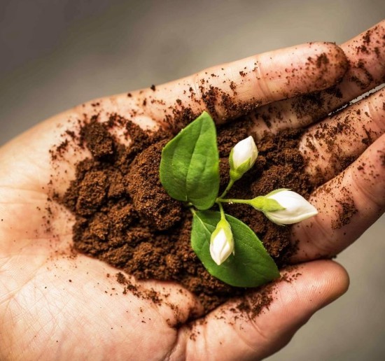 Helyesen és változatosan használja a kávézaccot műtrágyaként a kertben kis növényi virágok