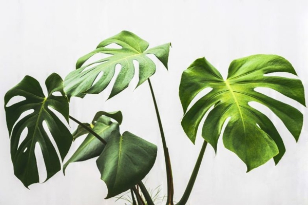plantes d'intérieur robustes Monstera est une plante d'intérieur facile d'entretien plantes d'intérieur robustes plantes d'intérieur monstera faciles d'entretien