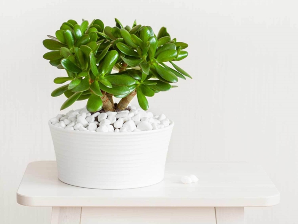 plantes d'intérieur robustes l'arbre d'argent a des feuilles charnues plantes d'intérieur robustes arbre d'argent bien prendre soin des conseils