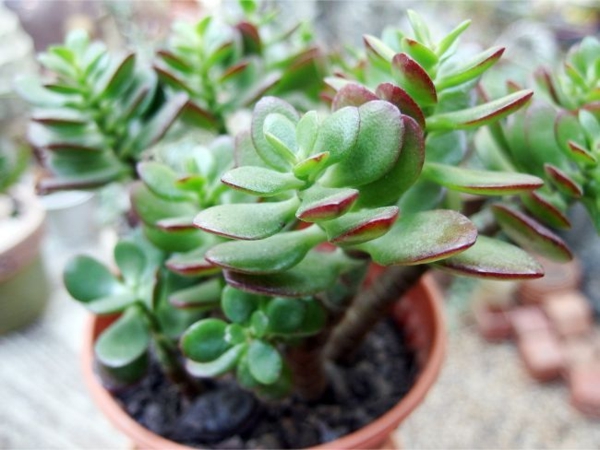 plantes d'intérieur robustes l'arbre d'argent n'a pas besoin d'un grand pot plantes d'intérieur robustes arbre d'argent bon à savoir conseils d'entretien