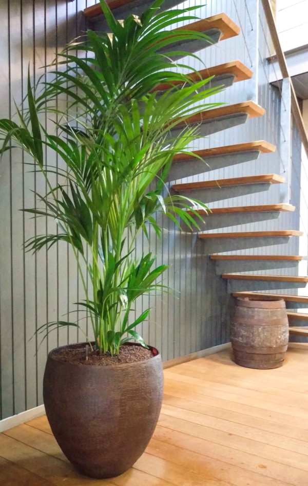 plantes d'intérieur robustes le palmier Kentia a une grande habitude de croissance plantes d'intérieur robustes palmier kentia grandes plantes d'intérieur