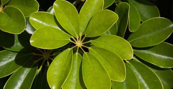 plantes d'intérieur robustes dont Schefflera peut s'occuper à la maison plantes d'intérieur robustes schefflera disposition des feuilles en forme de main