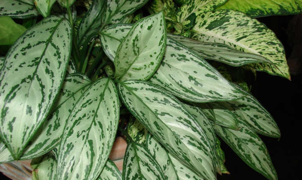les plantes d'intérieur robustes enlèvent les feuilles du fil d'épi Idées de décoration d'appartement en fil d'épi de plantes d'intérieur robustes