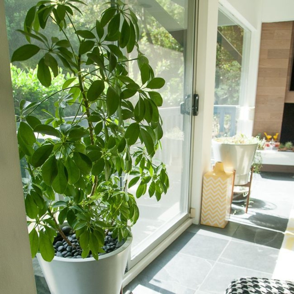 plantes d'intérieur robustes le Schefflera a un arrangement typique de feuilles plantes d'intérieur robustes Schefflera arboricola à savoir