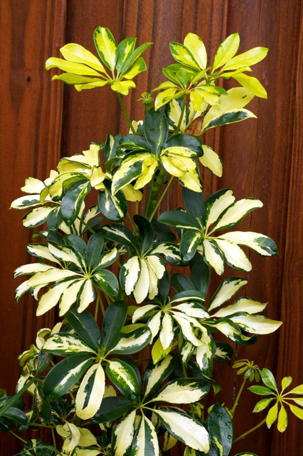 plantes d'intérieur robustes feuilles de Schefflera Bien entretenir les plantes d'intérieur robustes schefflera