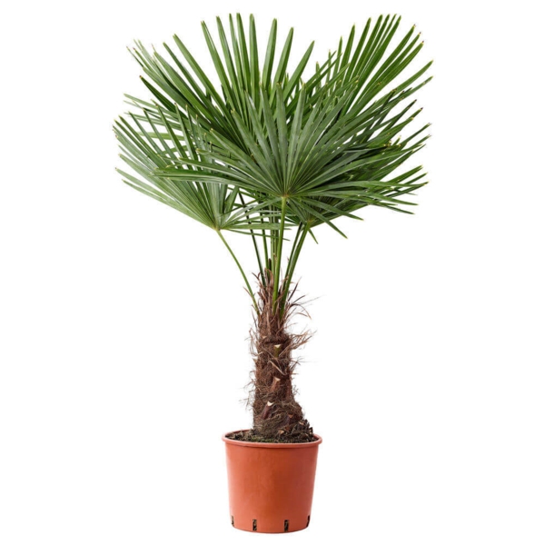 les plantes d'intérieur robustes prennent bien soin du palmier de chanvre Conseils d'entretien des plantes d'intérieur robustes pour les palmiers de chanvre