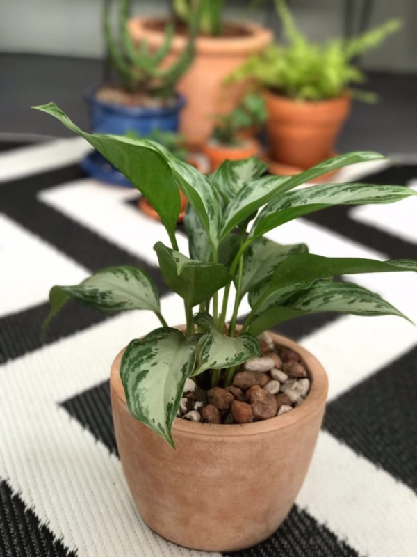 plantes d'intérieur robustes le fil d'épi et ses extraordinaires dessins de feuilles faire pousser du fil d'épi de plantes d'intérieur robuste à la maison