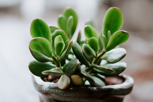plantes d'intérieur robustes l'arbre d'argent est une excellente décoration pour le salon plantes d'intérieur robustes arbre d'argent feuilles charnues
