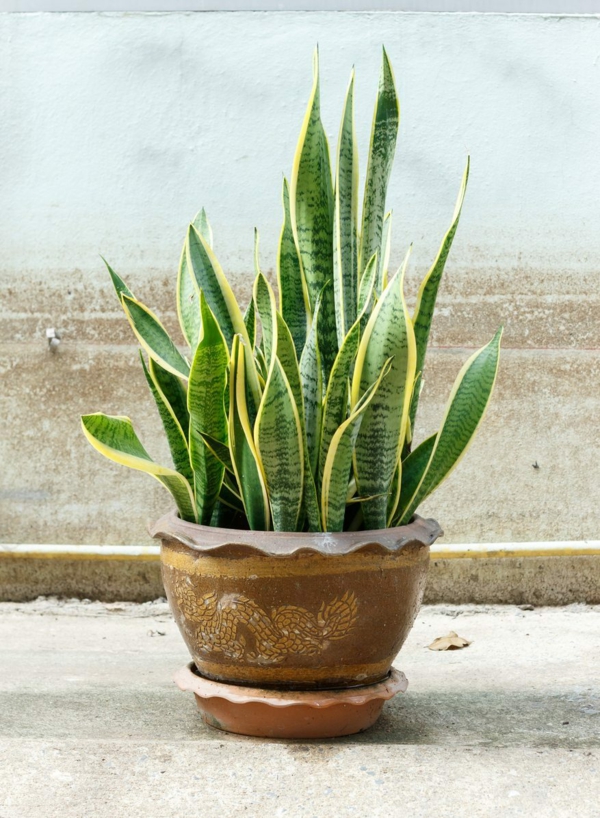 plantes d'intérieur robustes du chanvre d'arc comme plante d'intérieur attrayante plantes d'intérieur robustes chanvre facile à entretenir belle