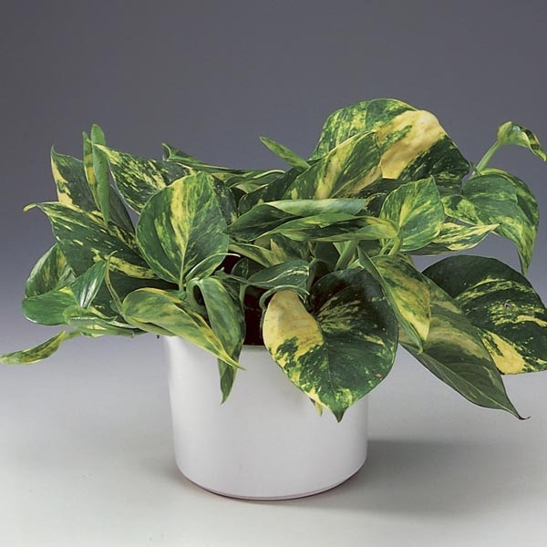 plantes d'intérieur robustes l'Efeutute est une plante d'intérieur populaire plantes d'intérieur robustes efeutute plantes faciles d'entretien