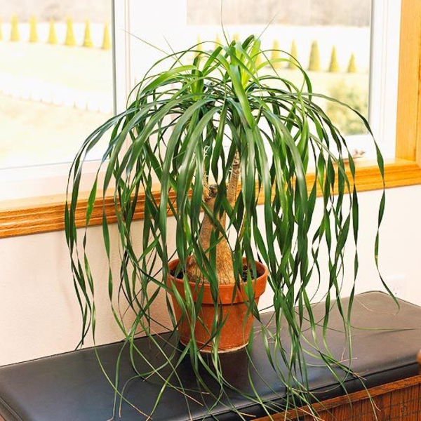 plantes d'intérieur robustes le pied d'éléphant est facile à repérer plantes d'intérieur robustes idées de déco d'appartement pied d'éléphant
