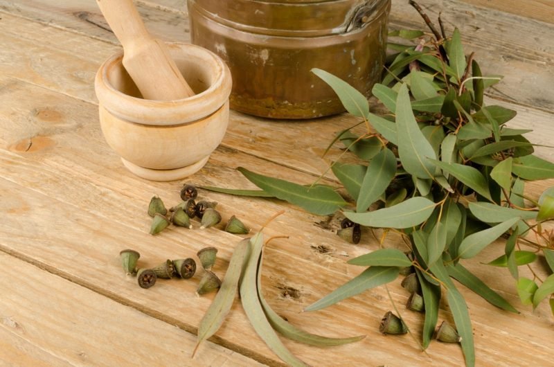 antibiotiques naturels eykaliptus merveille verte antibiotiques naturels eucalyptus