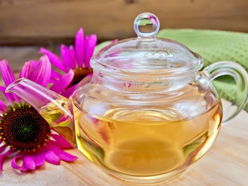 thé de chapeaux de soleil d'antibiotiques naturels thé d'échinacée aux antibiotiques naturels