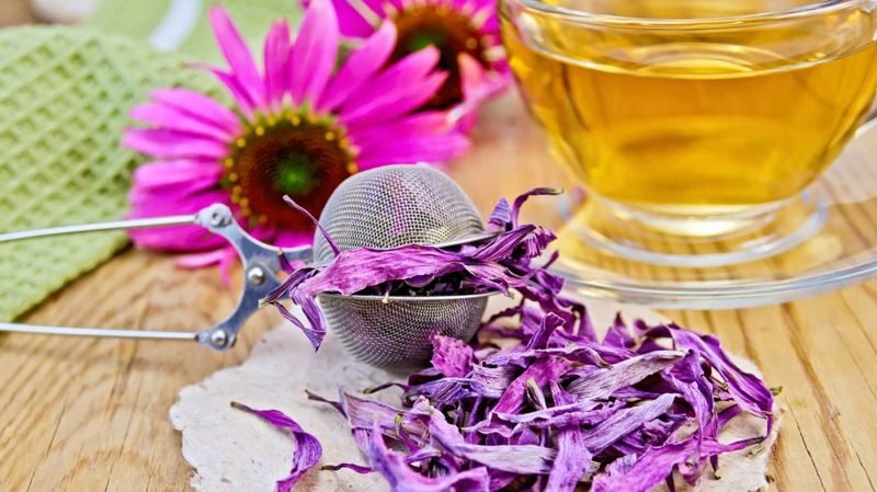 antibiotiques naturels fleurs d'échinacée Antibiotiques naturels thé d'échinacée 2