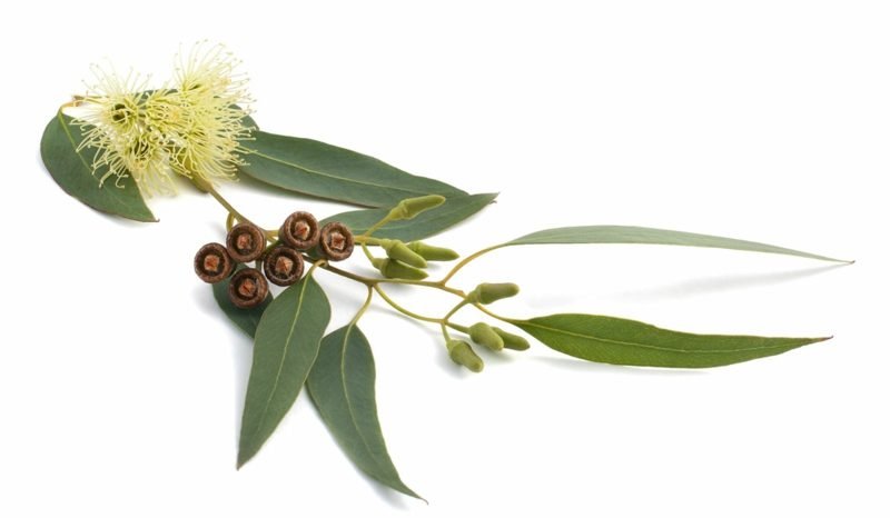 antibiotiques naturels fleur d'eucalyptus Antibiotiques naturels tige d'eucalyptus
