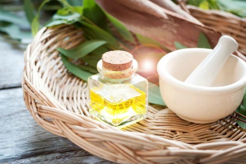 huile d'eucalyptus antibiotique naturel antibiotiques naturels huile d'eucalyptus