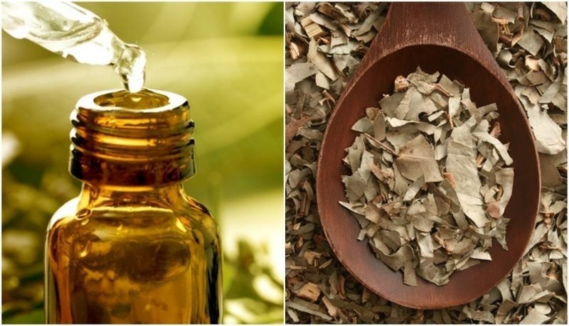 antibiotiques naturels tirant profit de l'eucalyptus antibiotiques naturels eucalyptus séchés et huileux