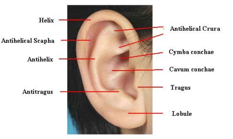 Helix Piercing Oreille Anatomie
