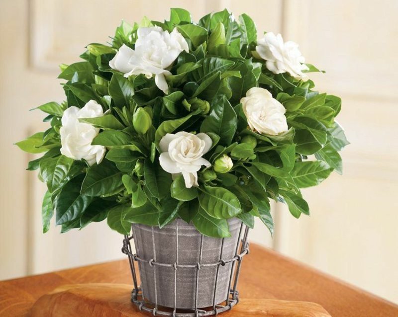 le léger parfum des gardénias peut vous aider à vous endormir Les plantes de gardénia dans la chambre vous aideront à vous endormir