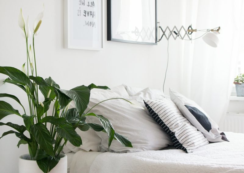 Les plantes de chambre à coucher peuvent-elles vraiment nous couper le souffle ? Choisissez des espèces appropriées pour les plantes dans la chambre