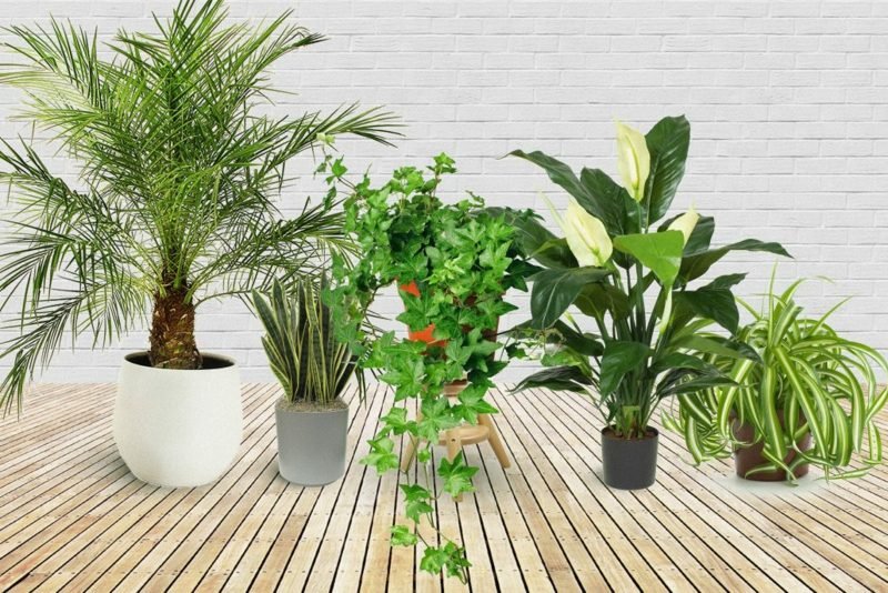 Quels types de plantes conviennent à la chambre à coucher? Planter dans la chambre à coucher assortir les conseils d'espèces