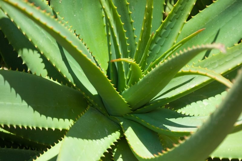 L'Aloe Vera libère également Sauerstoll la nuit Des plantes dans la chambre L'Aloe Vera purifie l'air