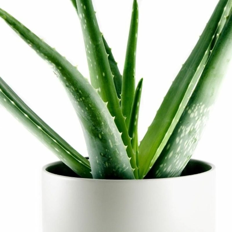 L'Aloe Vera garantit une bonne qualité de l'air dans la chambre Plantes dans la chambre aloe vera en pot de fleurs