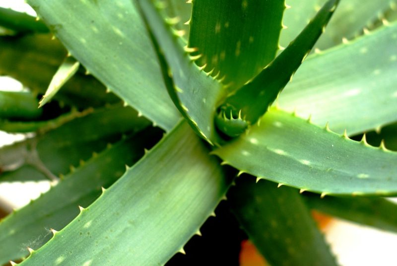 Les plantes de chambre choisissent l'aloe vera Plantes dans la chambre aloe vera