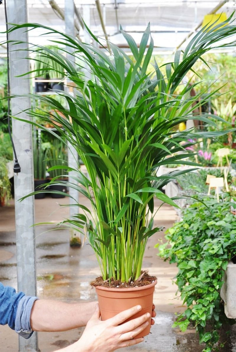 Chambre à coucher assortie aux espèces végétales or fruit palmier Plantes dans la chambre à coucher palmier à fruits d'or