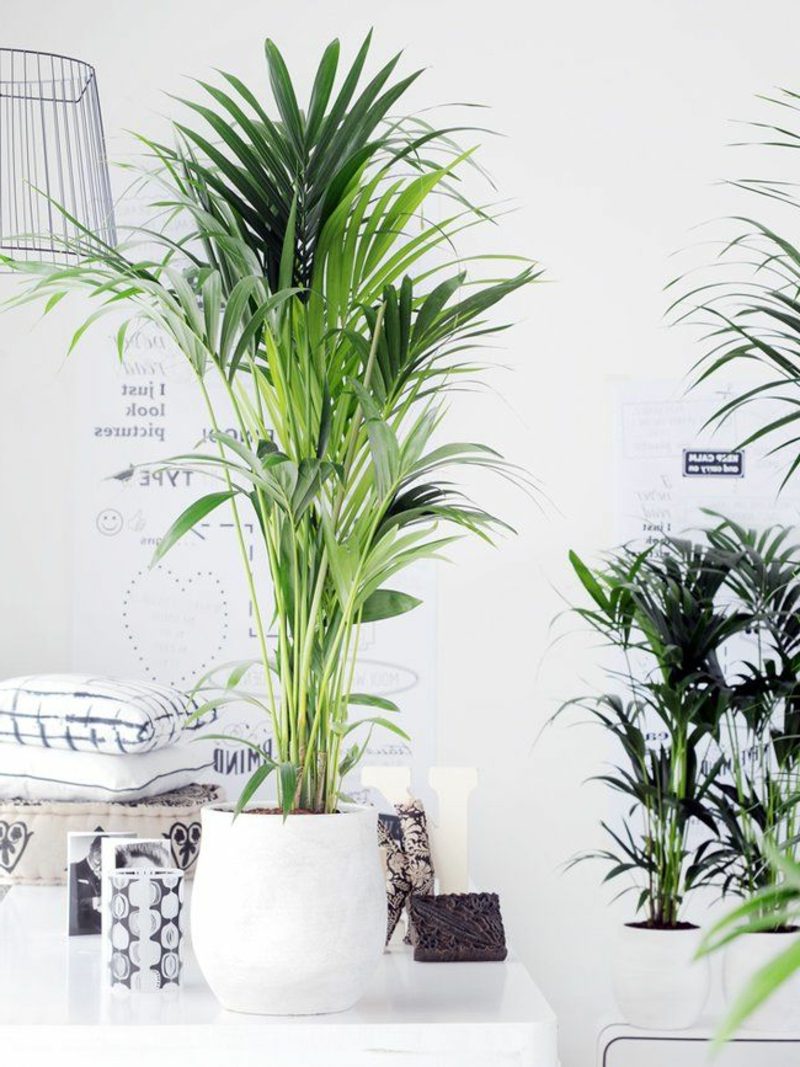 le palmier aux fruits dorés a l'air vraiment attirant Plantes dans le pot de fleur de palmier de fruit d'or de chambre à coucher
