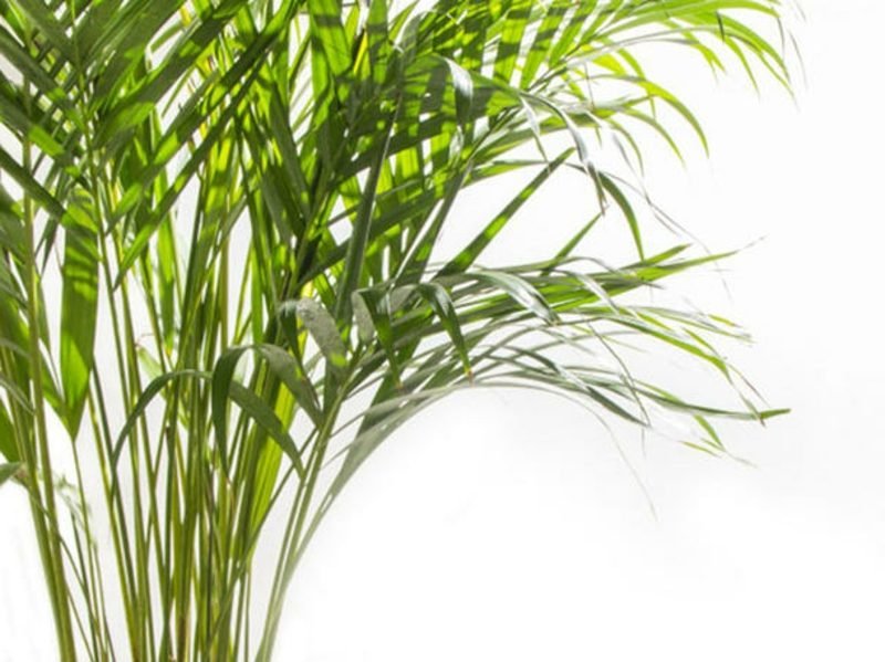 Le palmier doré nettoie et humidifie l'air Les plantes dans la chambre Le palmier aux fruits dorés rend l'air plus humide